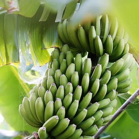 El Patio Εξοχικό σπίτι