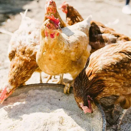 Εξοχικό σπίτι El Patio